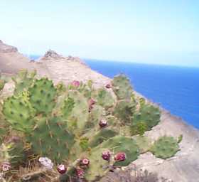 Cactus mit Blten